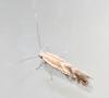 Phyllonorycter sp.